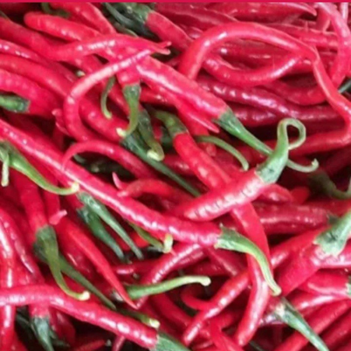 CABE MERAH JAWA