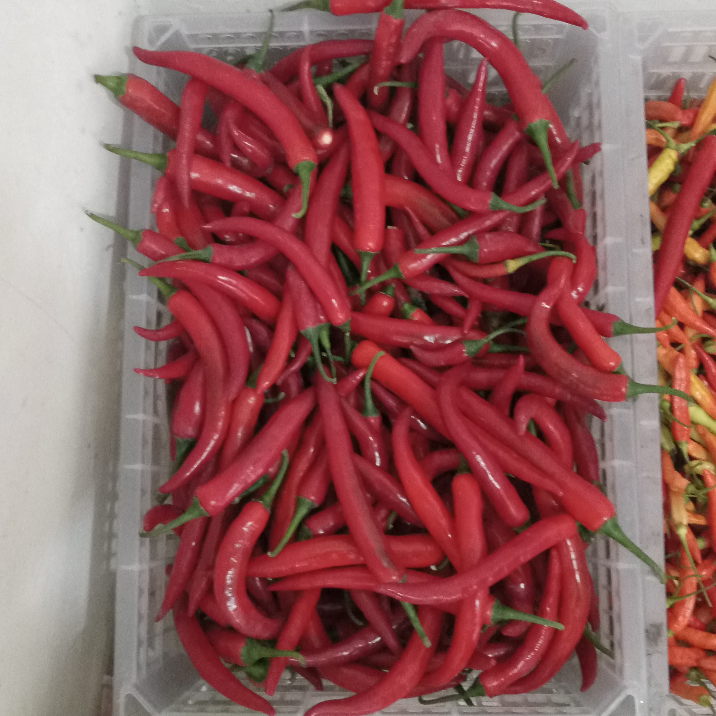 CBAI MERAH BESAR 100 Gram