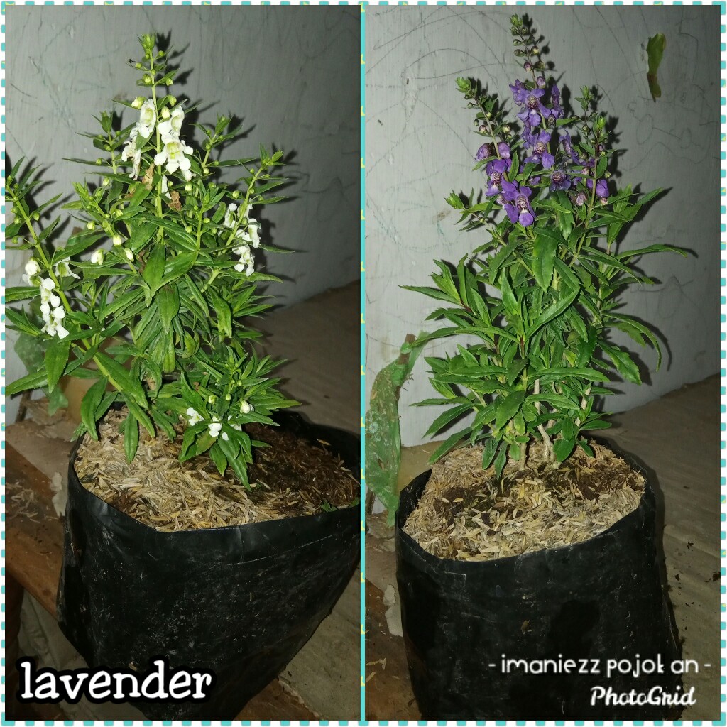 LAVENDER