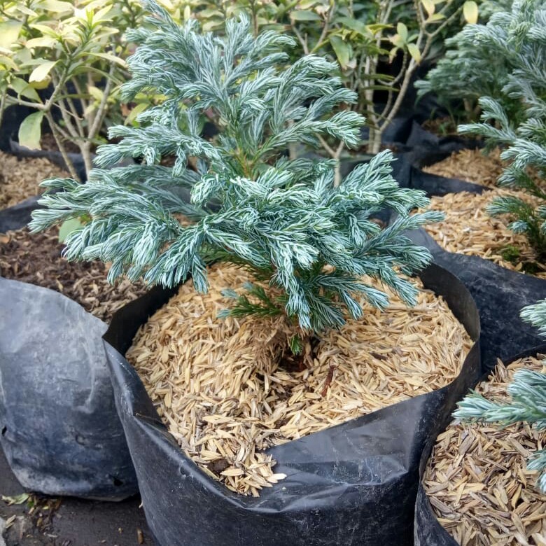 CEMARA BIRU