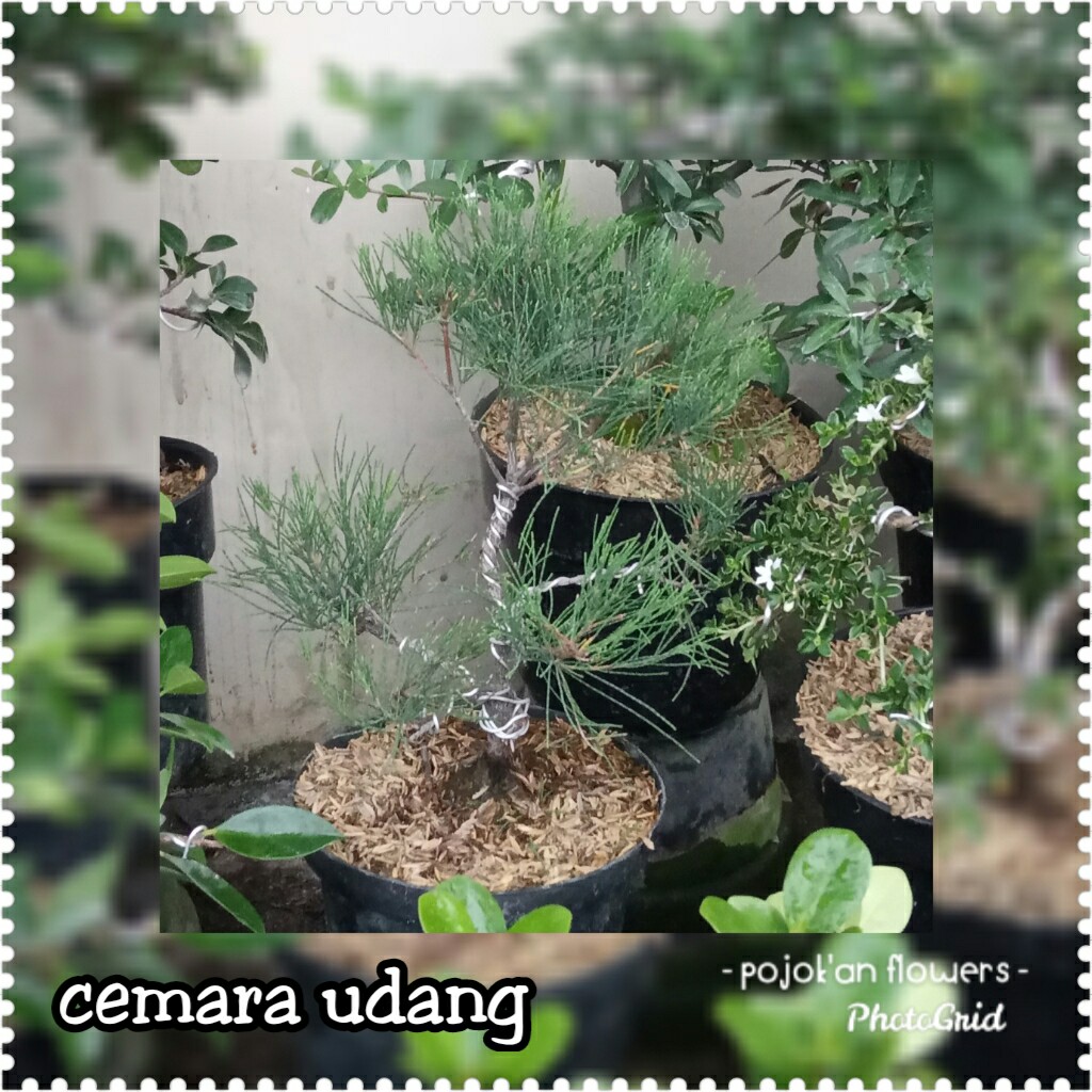CEMARA UDANG
