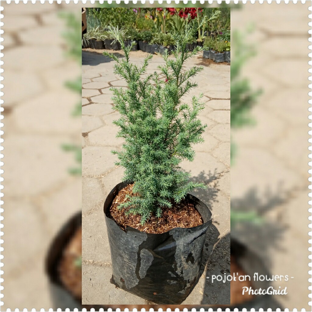 CEMARA medium