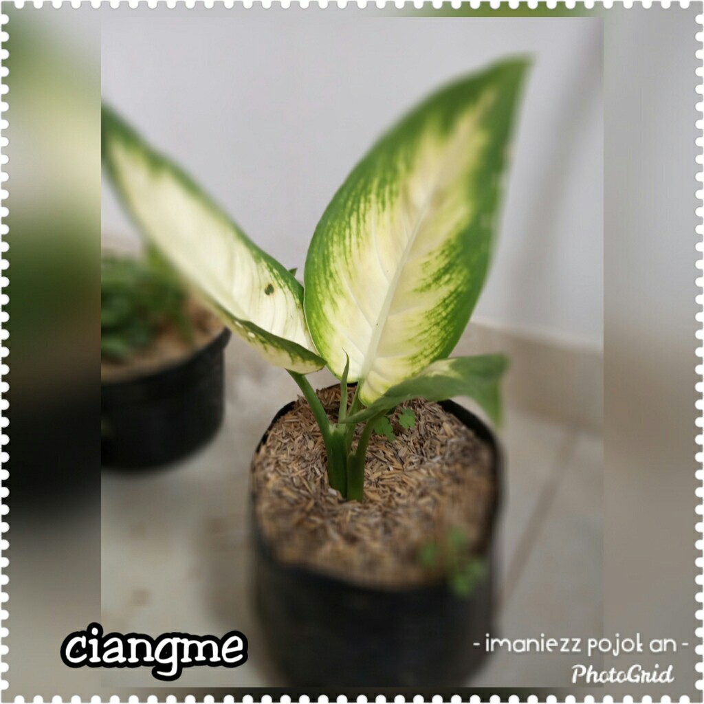 CIANGME