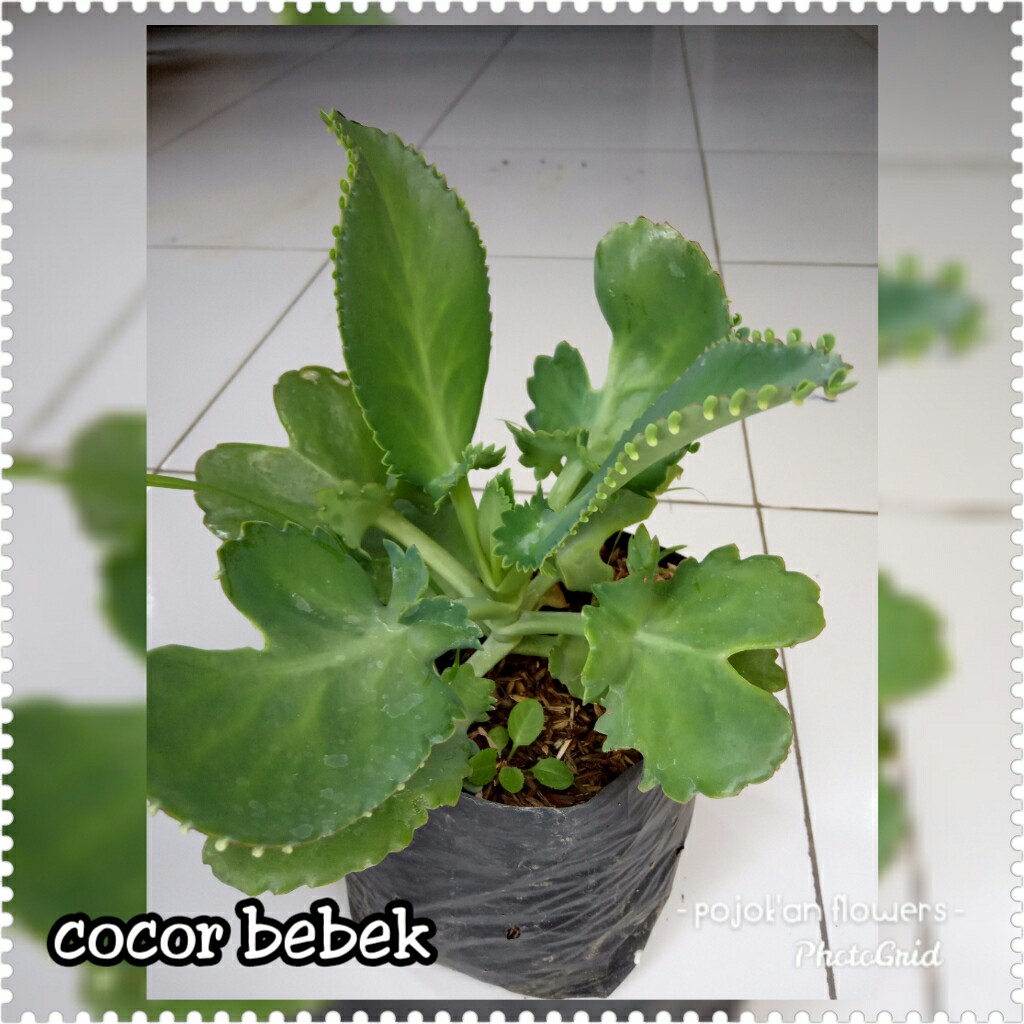 COCOR BEBEK