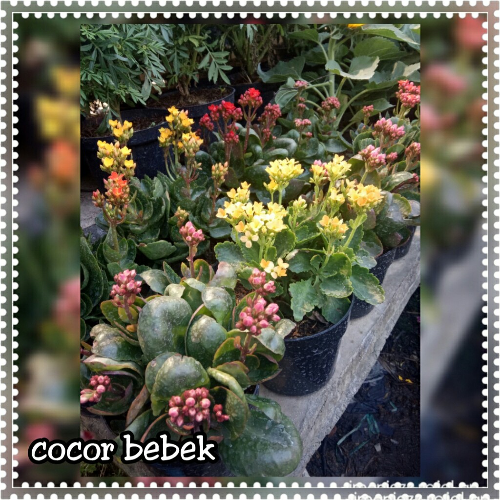 COCOR BEBEK
