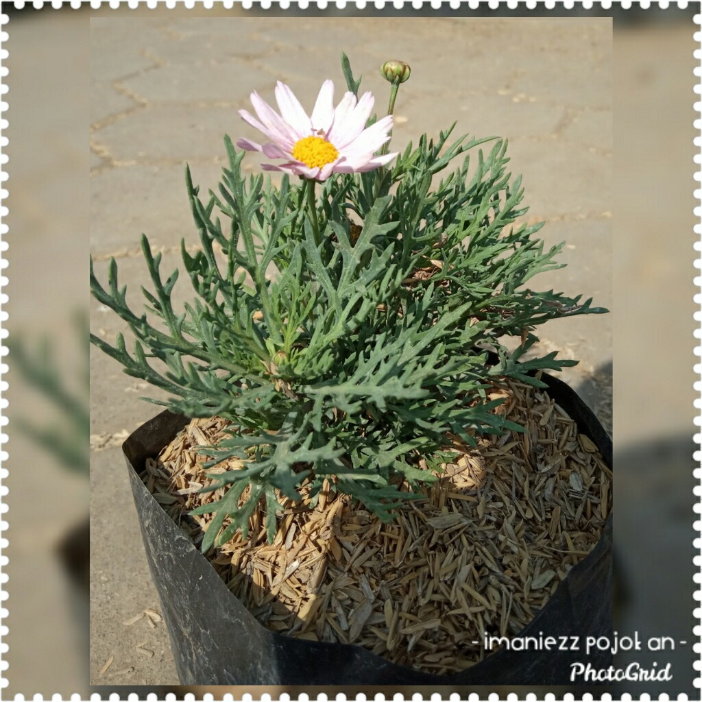 COSMOS