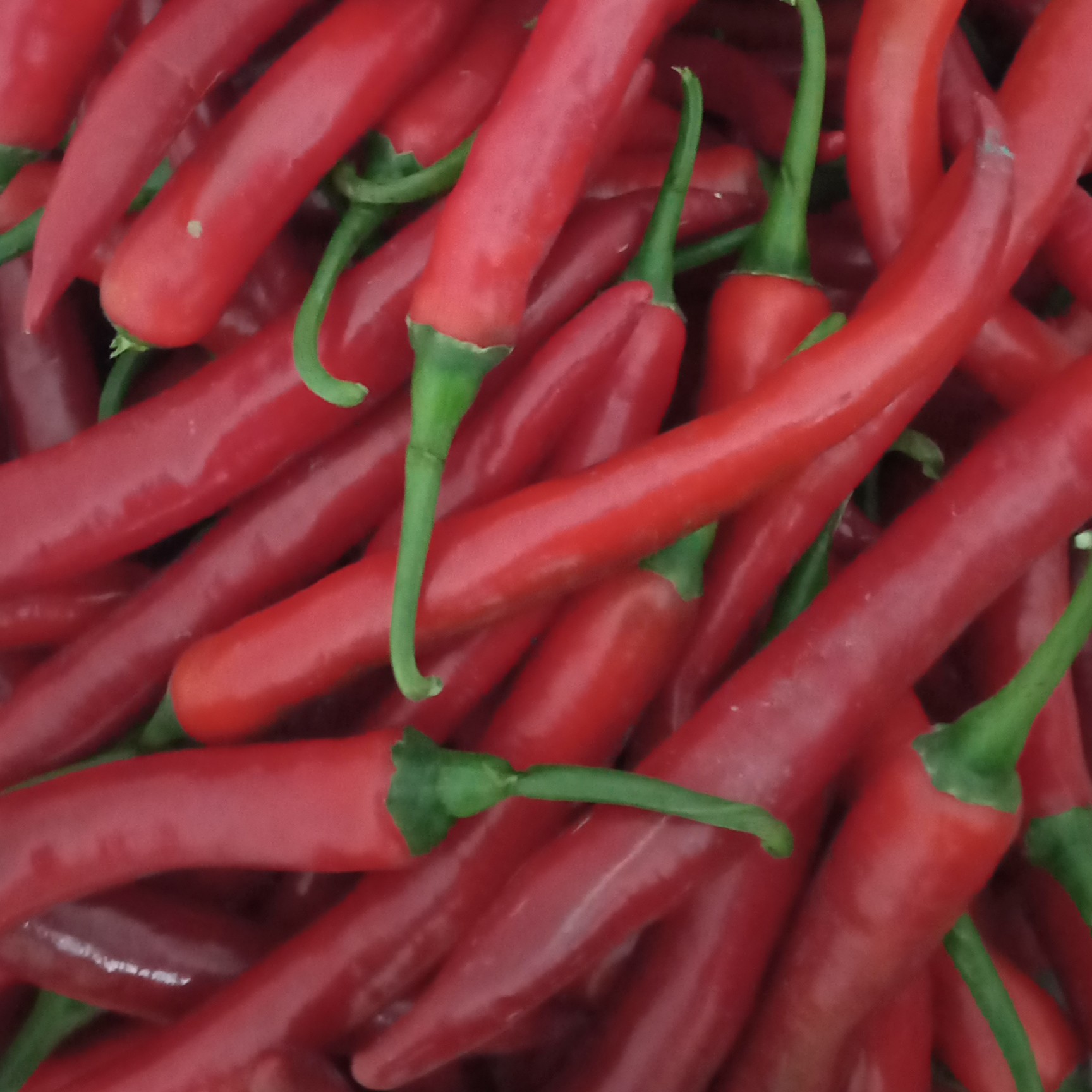 Cabai Merah Besar 50 Gram