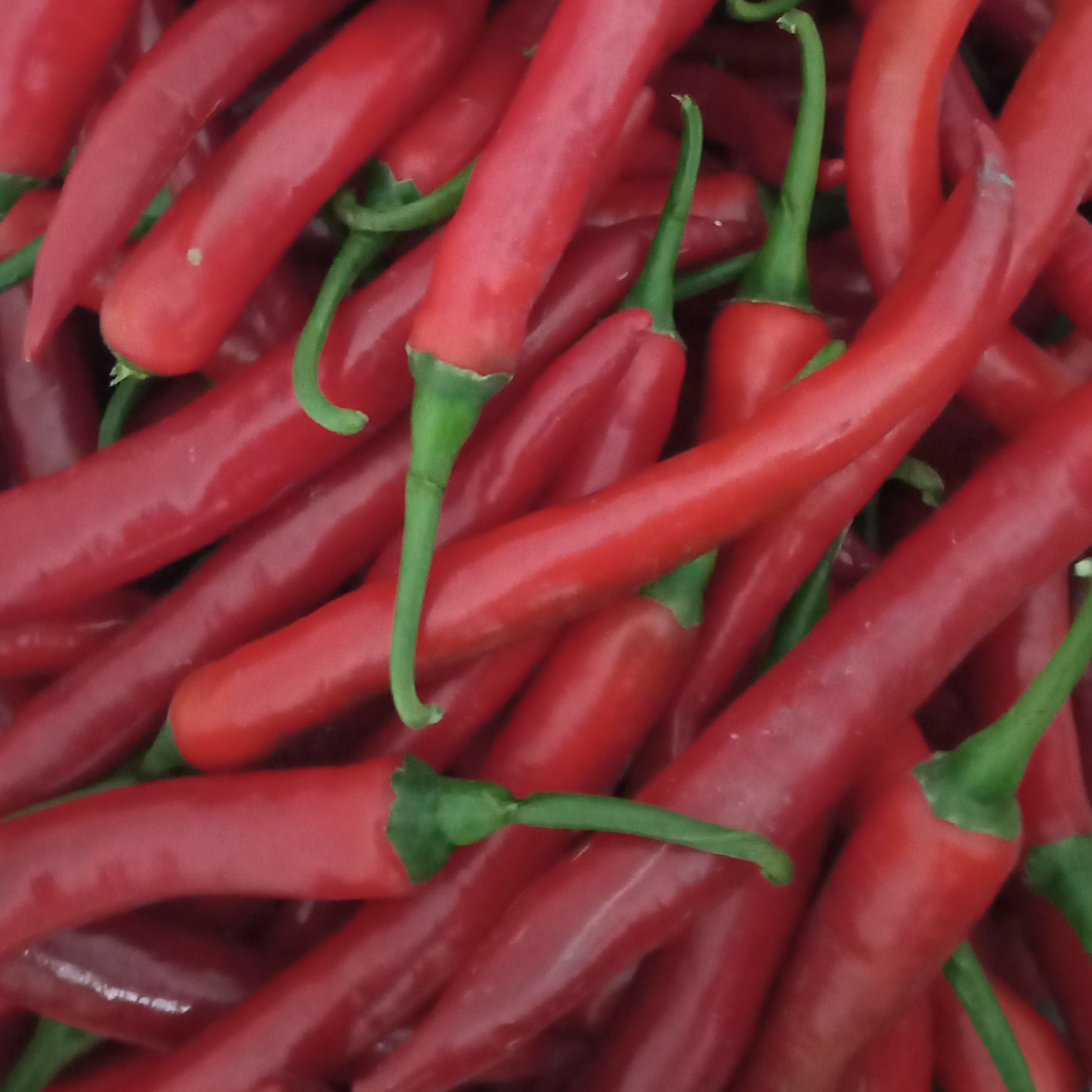 Cabai Merah Besar 250 Gram 2