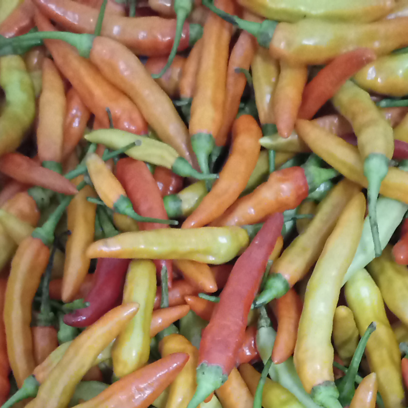 Cabai Rawit 500 Gram