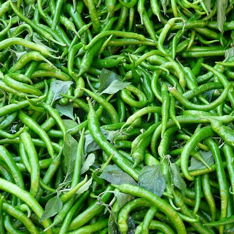 Cabe Merah Solok Dan Jenis Cabe Lain nya  3