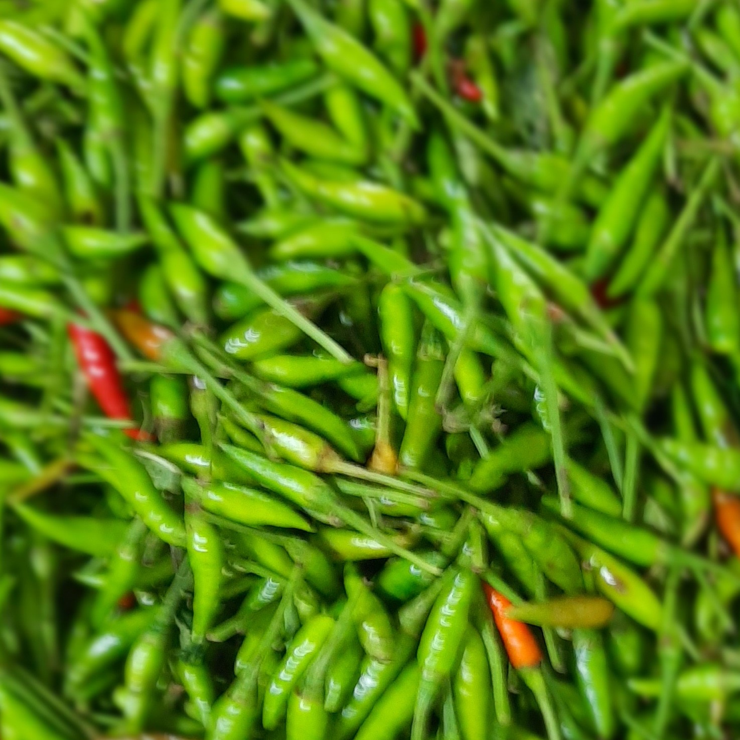 Cabe Hijau
