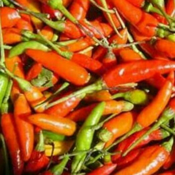 Cabe Kecil