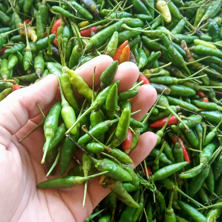 Cabe Rawit