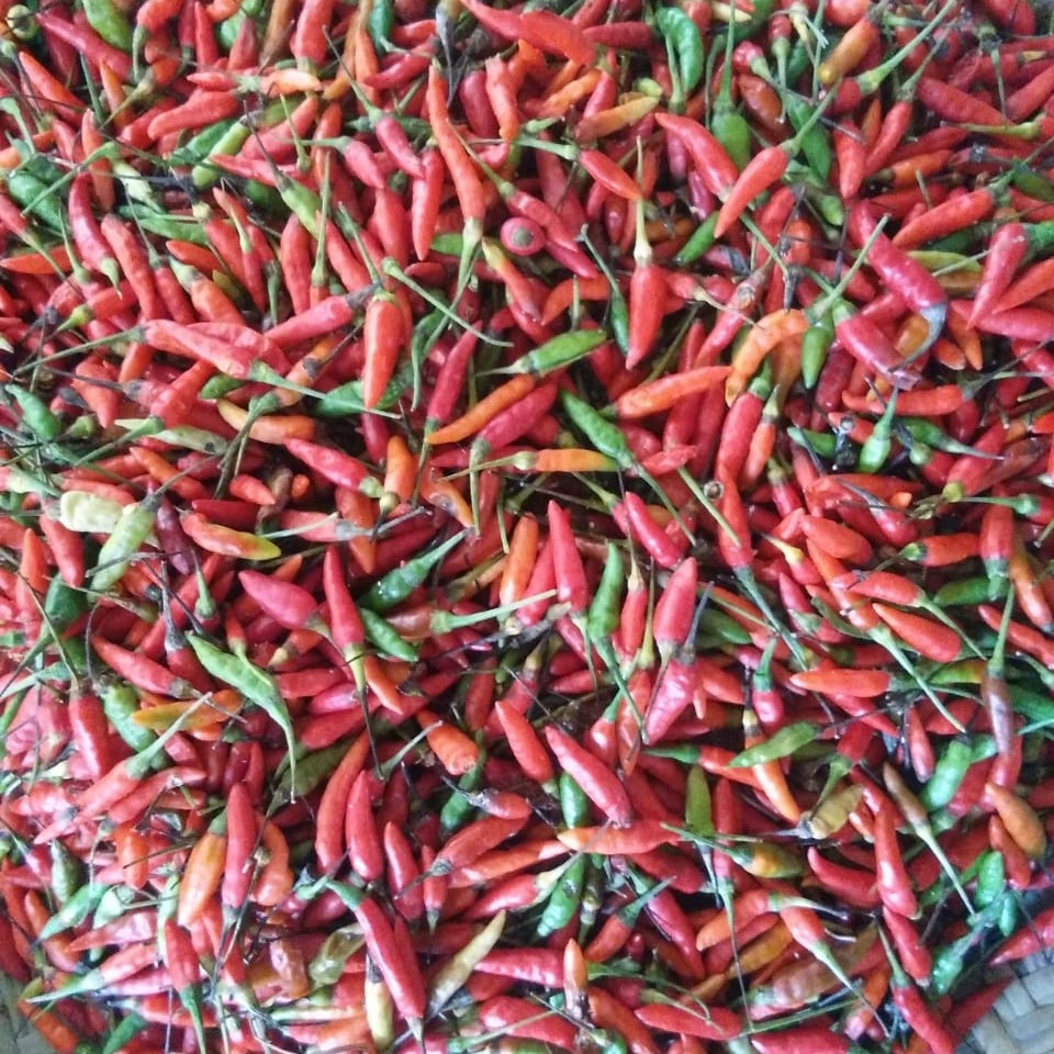 Cabe Rawit