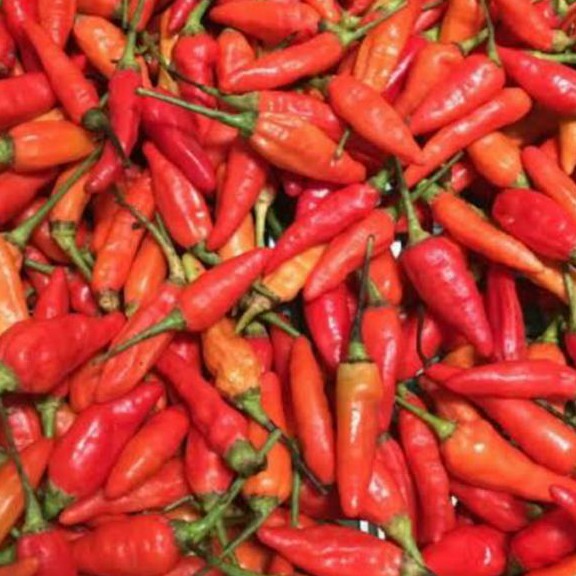 Cabe Rawit Setan 1 Kg