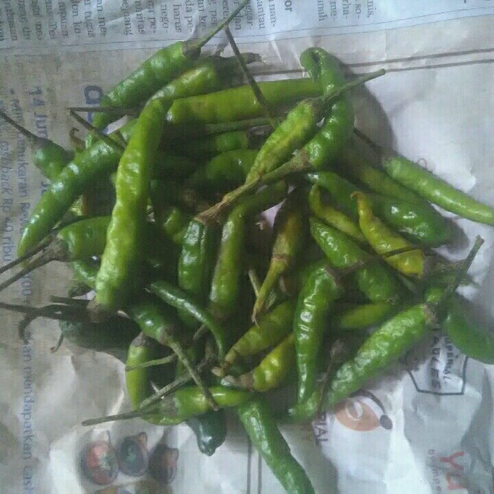 Cabe Rawit Hijau -PK-