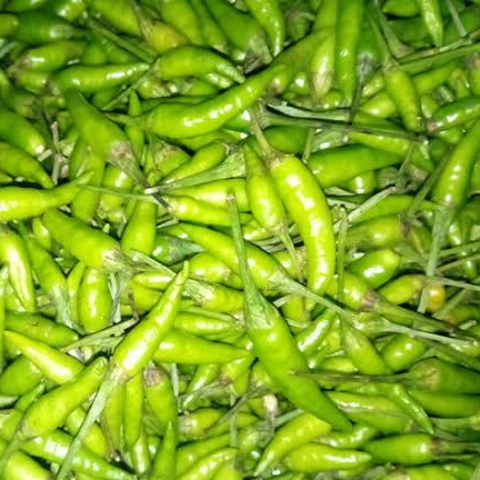 Cabe Rawit Hijau