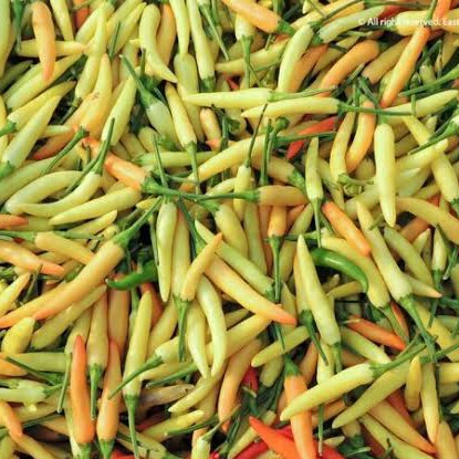 Cabe Rawit Kampung