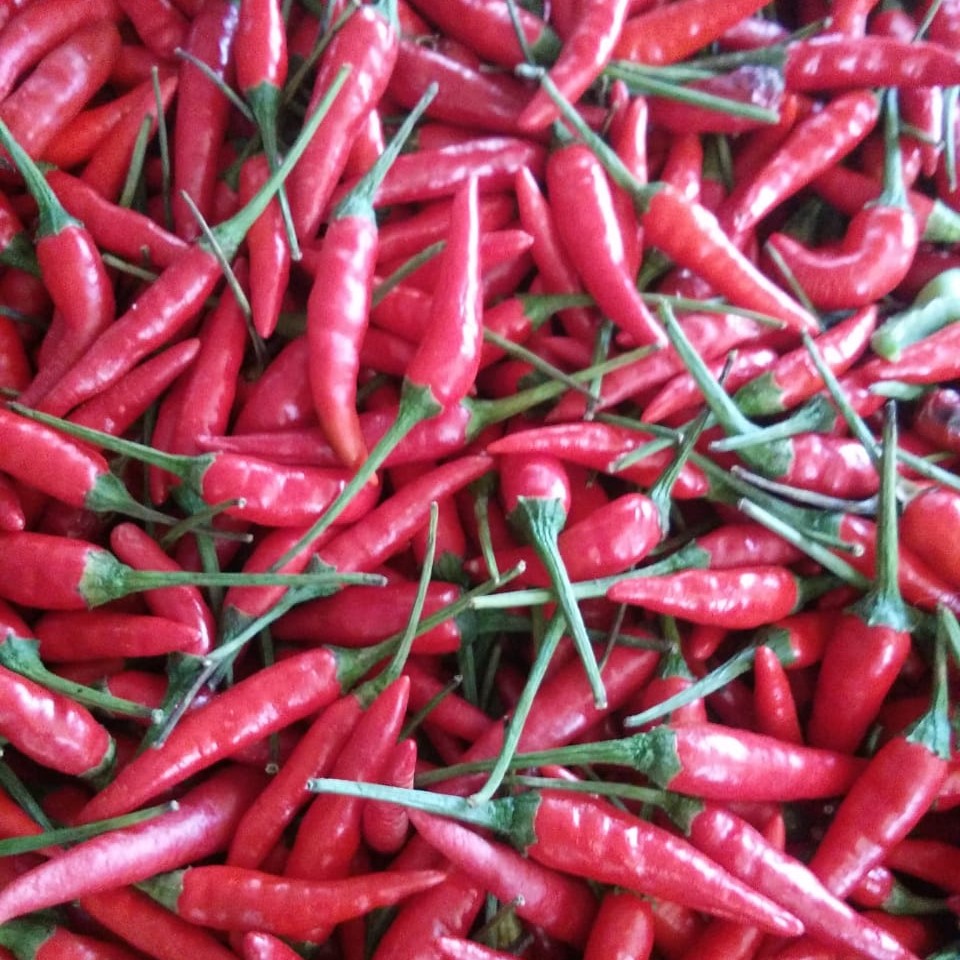 Cabe Taji