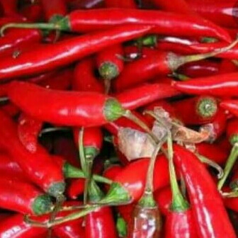 Cabe besar