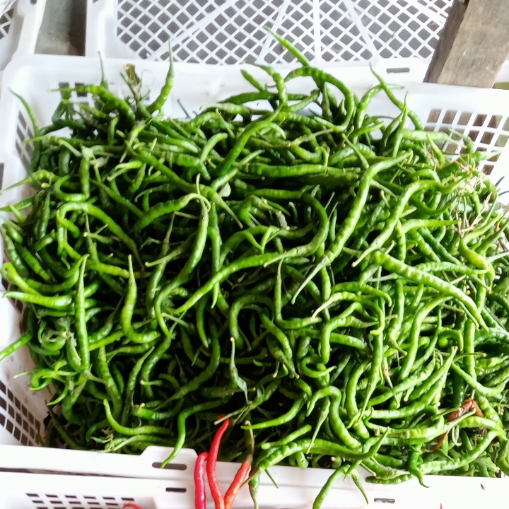 Cabe hijau