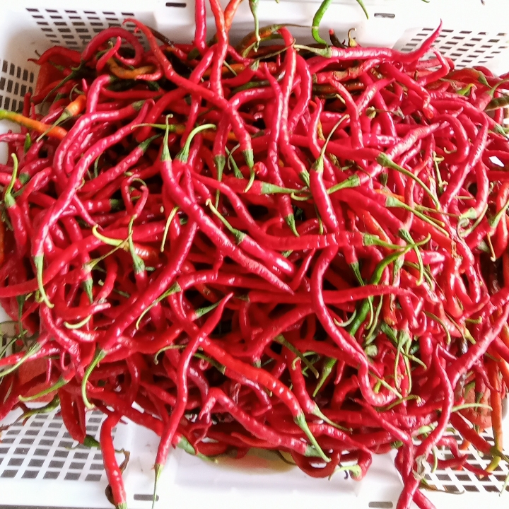 Cabe merah 