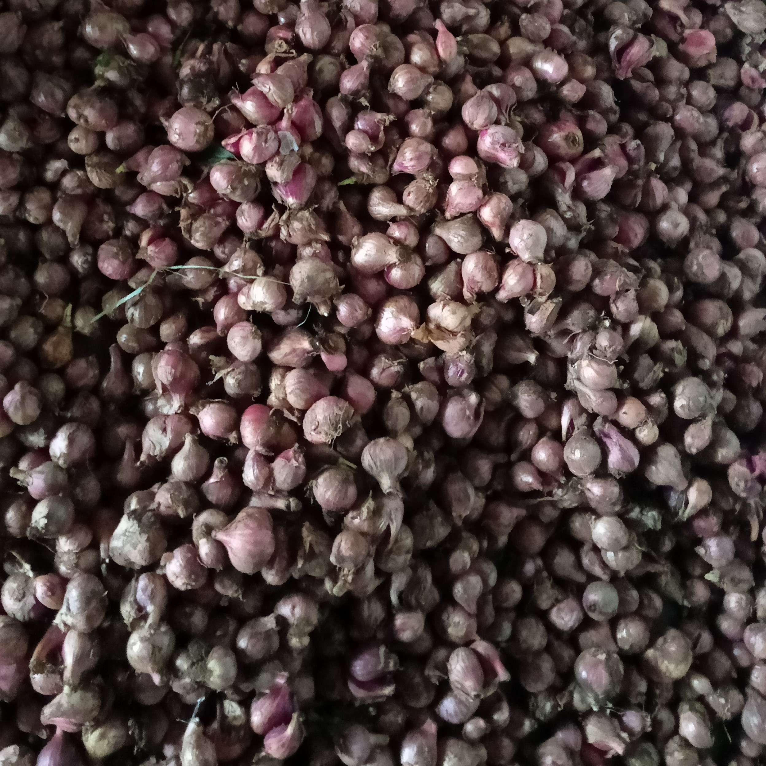 Bawang Merah