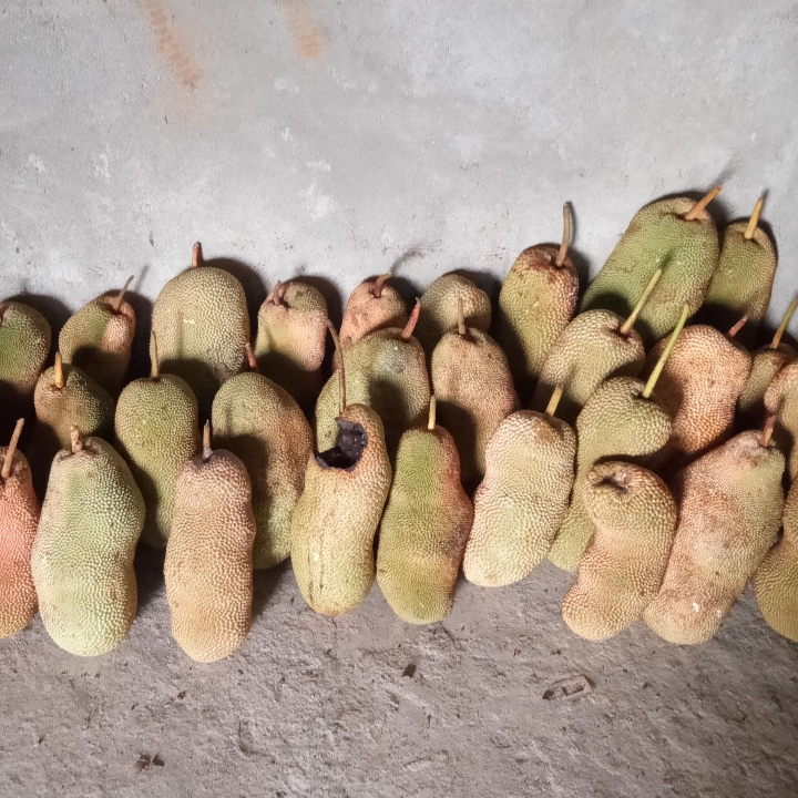 Cempedak X 1