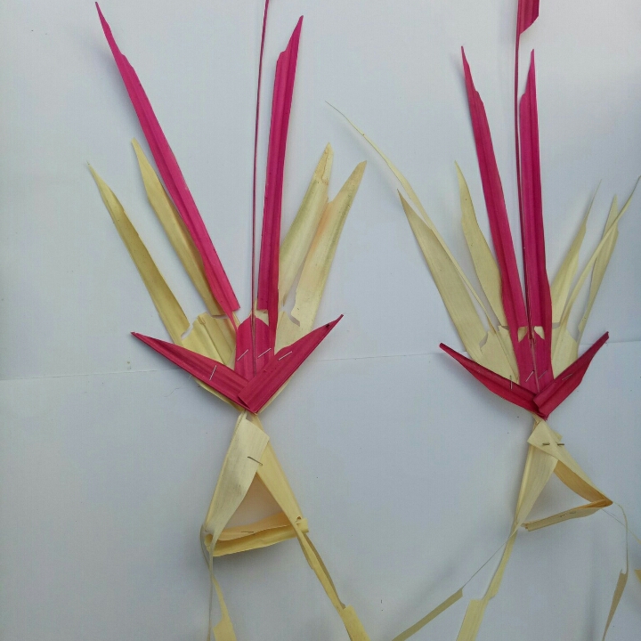 Cenigaan