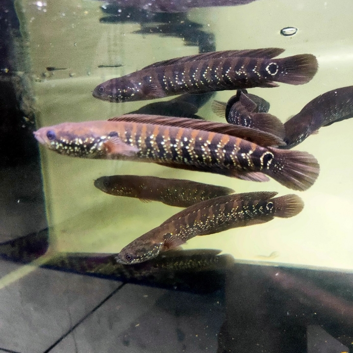 Channa Asiatica