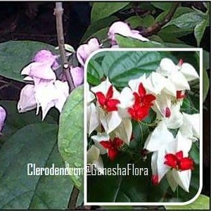 Clerodendrum