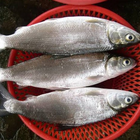 Ikan Bolu