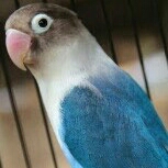 Lovebird Cobal