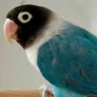 Lovebird Cobal 2