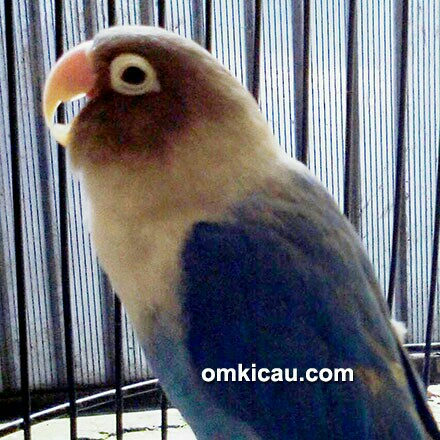 Lovebird Cobal 3