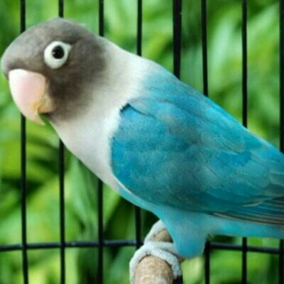 Lovebird Cobal 4