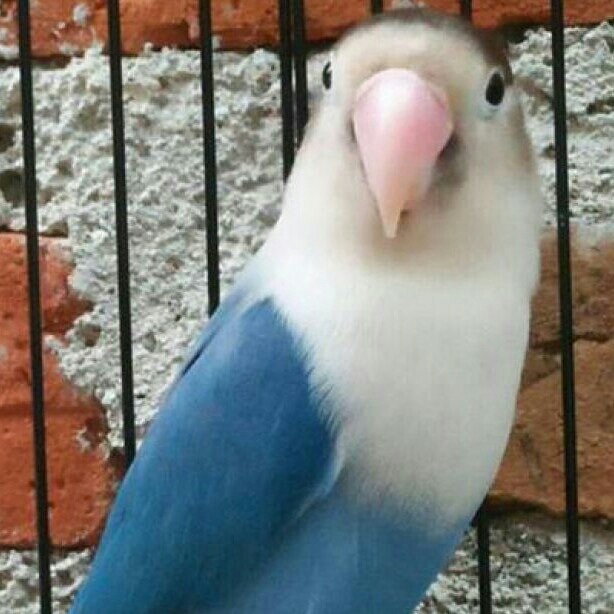 Lovebird Cobal 5