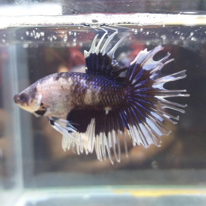 Crown Tail