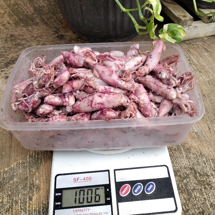 Cumi Asin 1 Kg 