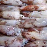 Cumi Cumi 1kg