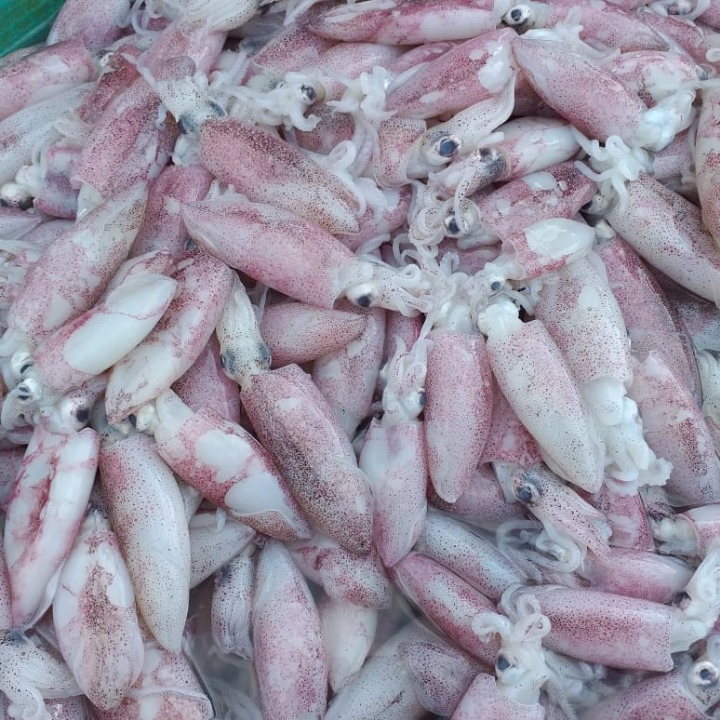 Cumi Per Kg 