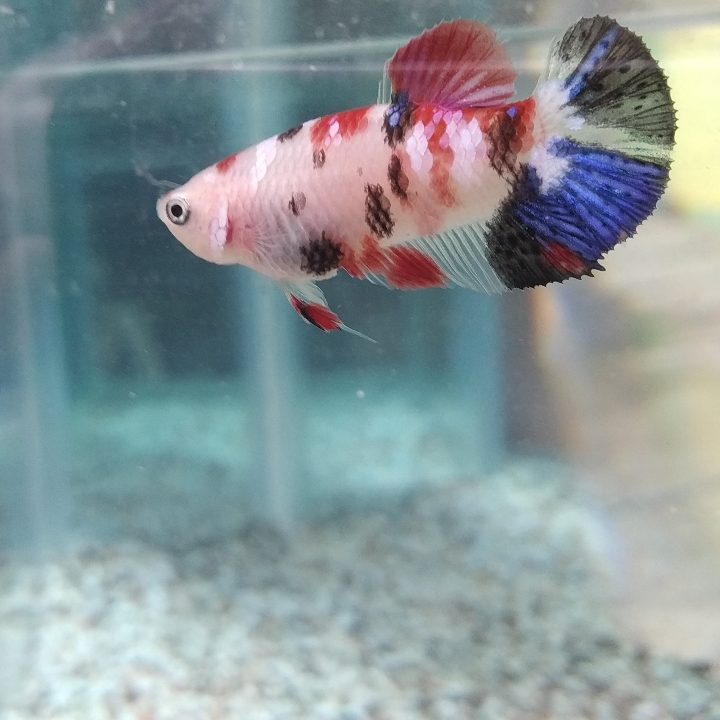 Cupang Koi Galaxy