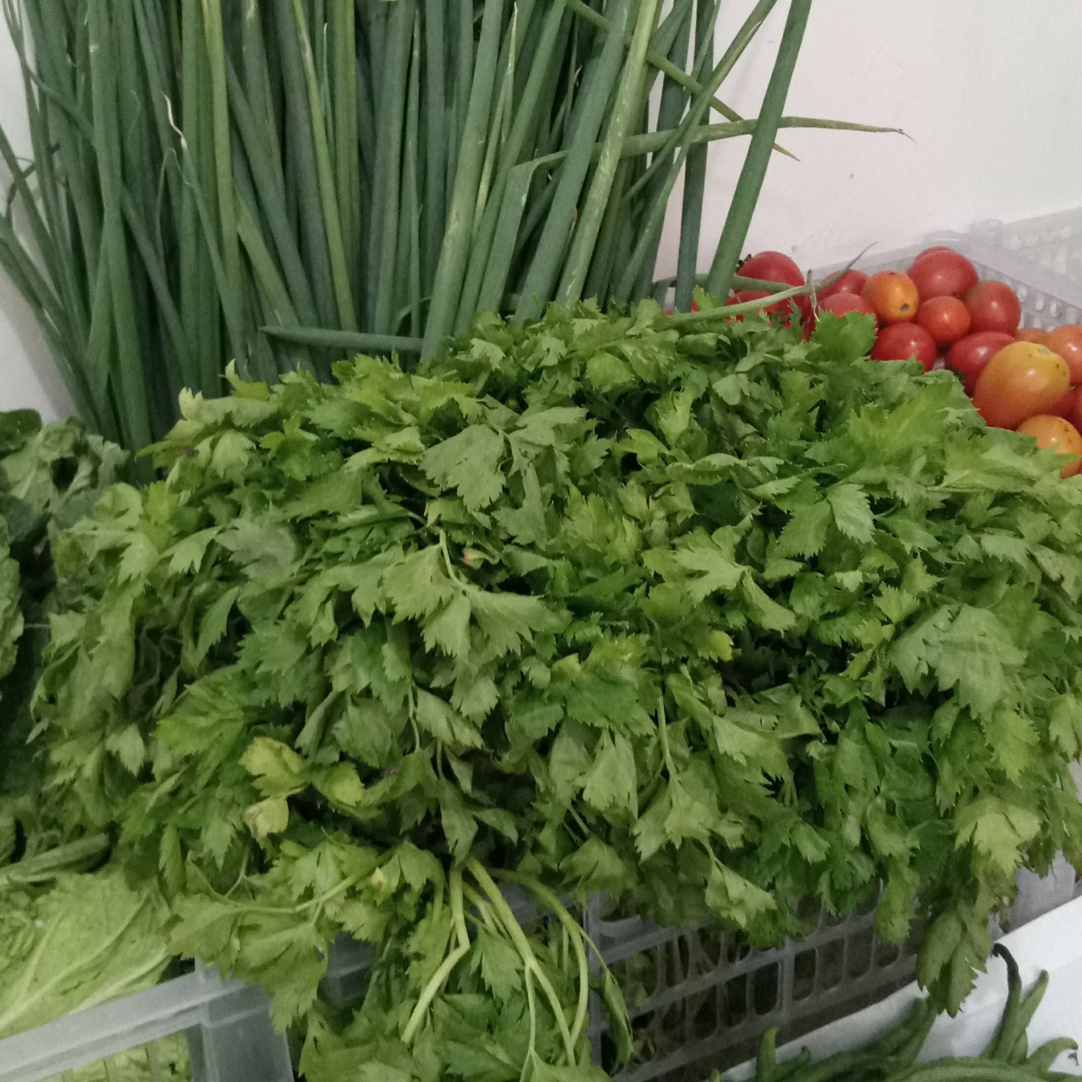 DAUN BAWANG SELEDRI 50gram