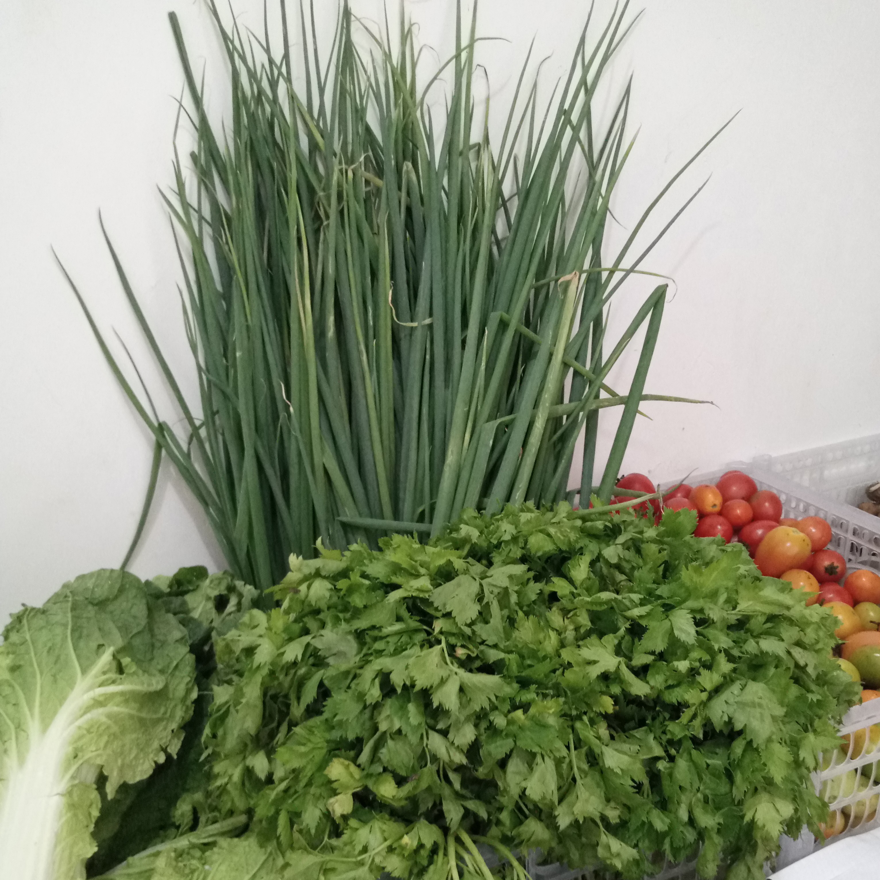 DAUN BAWANG SLEDRI 50 Gram