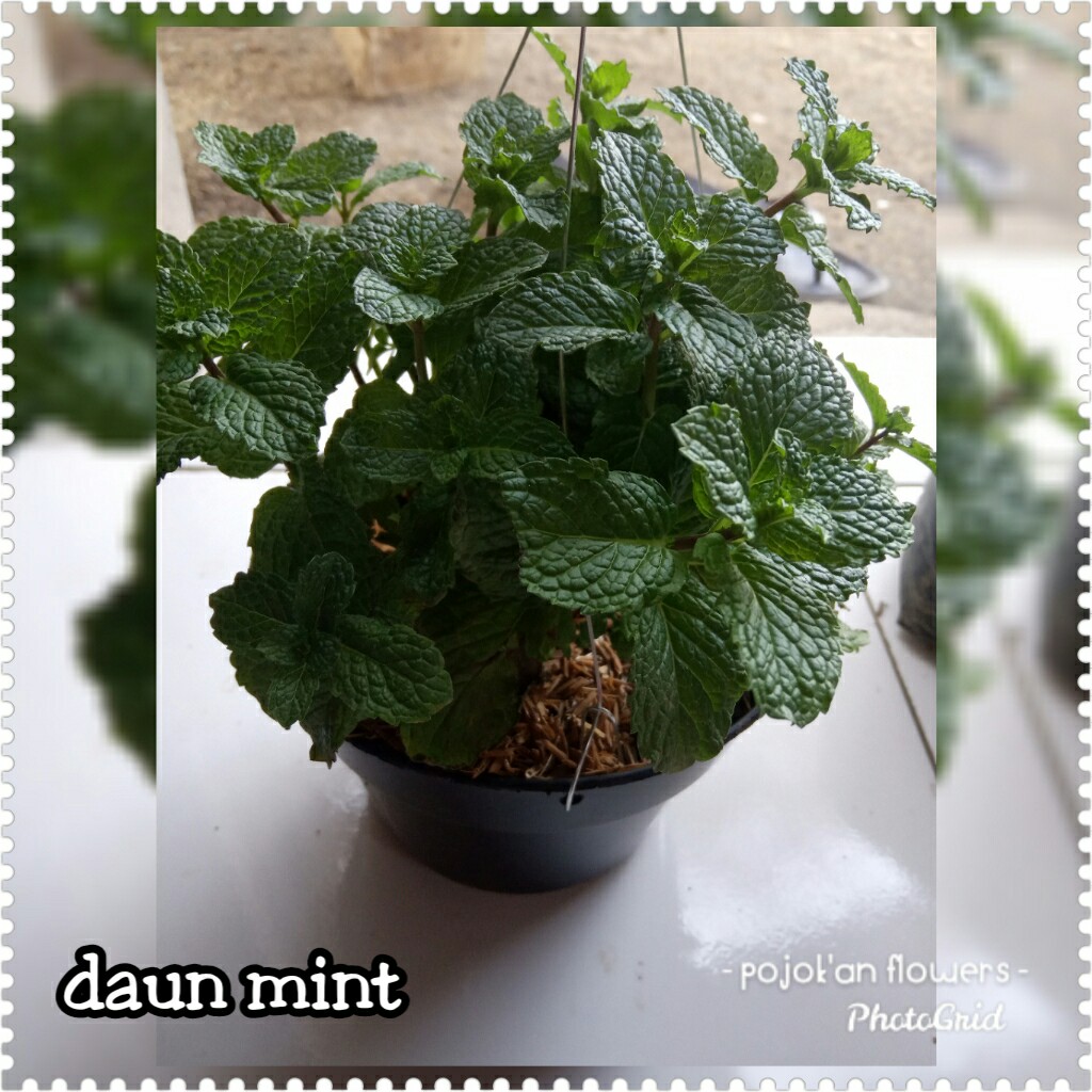 DAUN MINT