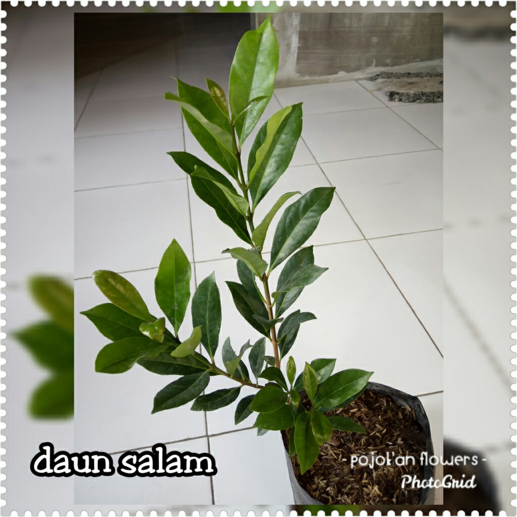 DAUN SALAM
