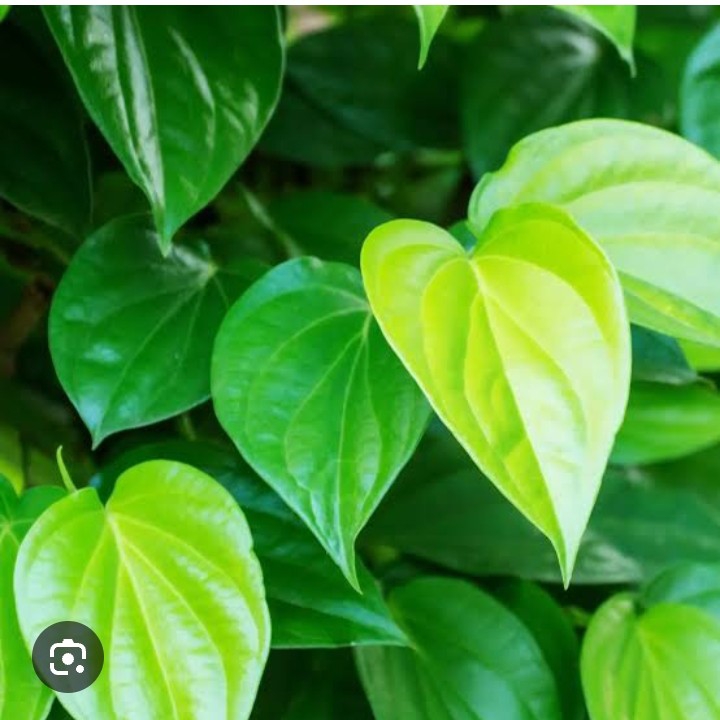 DAUN SIRIH PER IKAT
