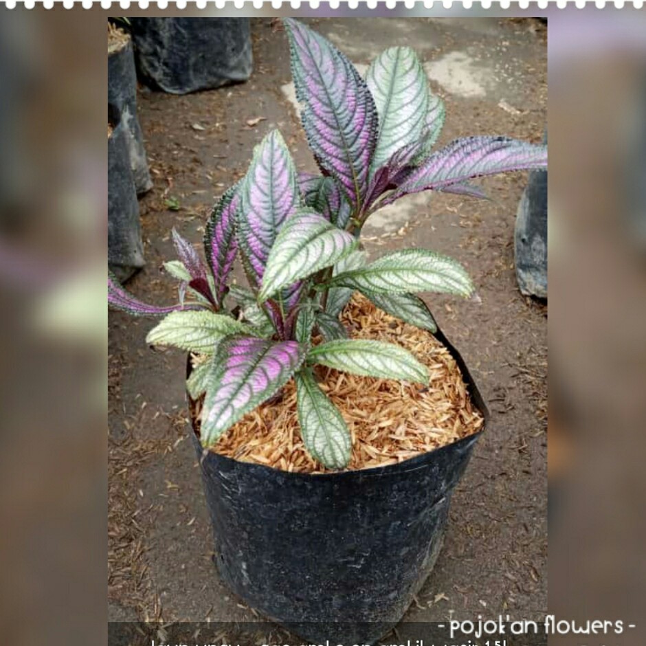 DAUN UNGU