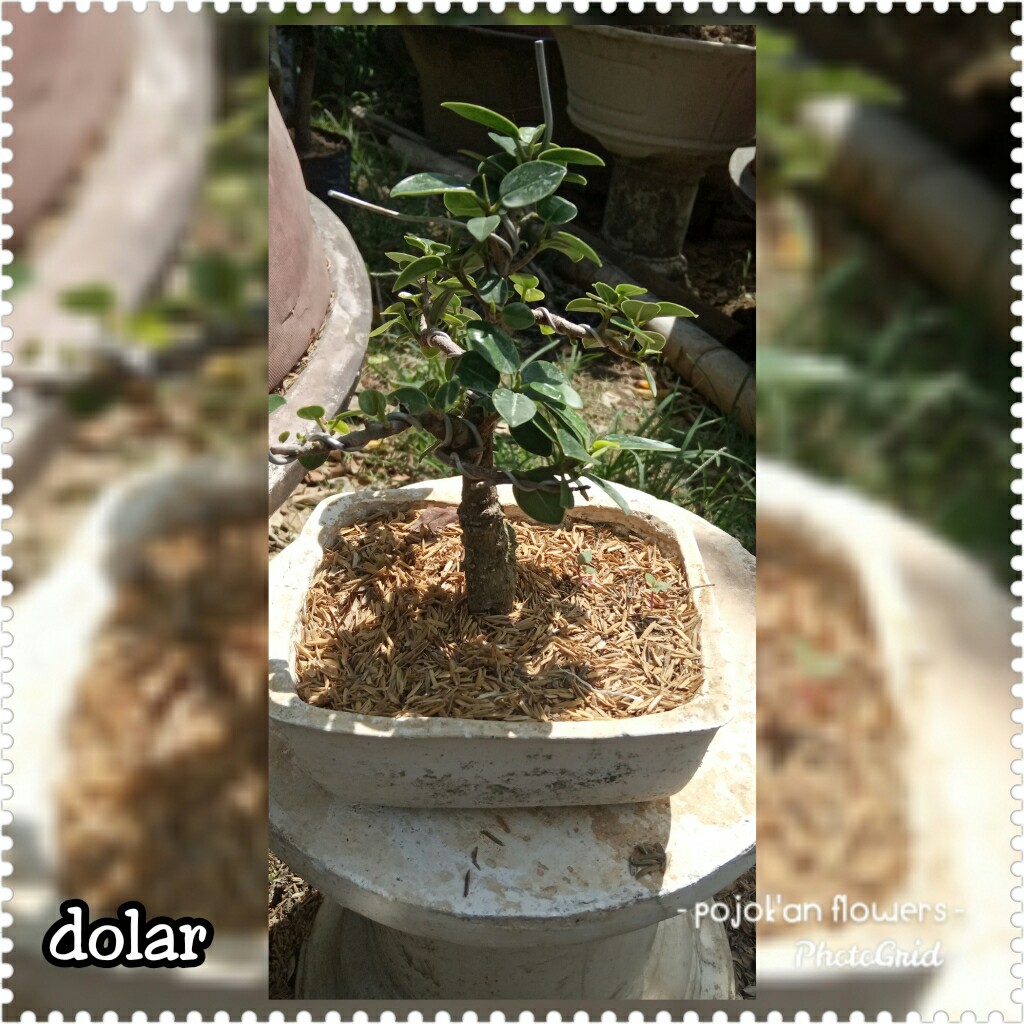 DOLLAR