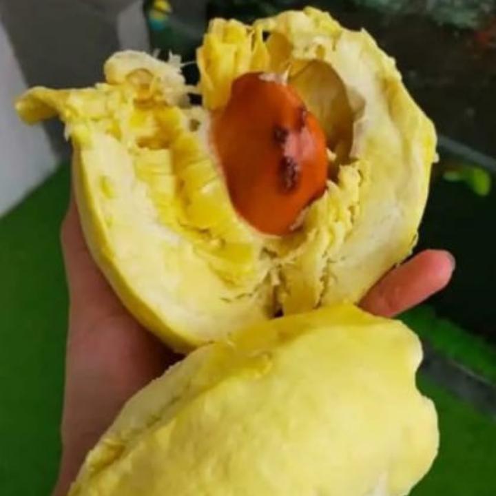 DURIAN MONTONG PALU KUPAS 3